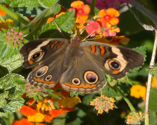 Common Buckeye