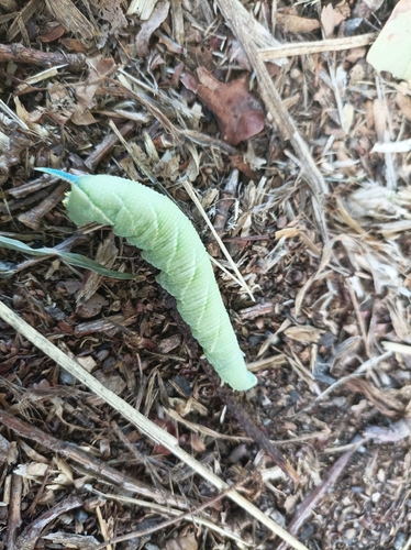 Lime Hawkmoth