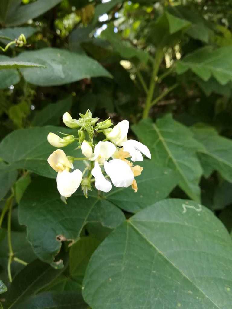 Phaseolus vulgaris