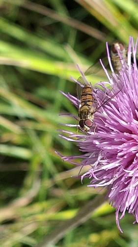 Marmalade Hover Fly