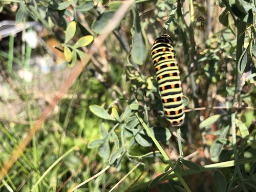 Old World Swallowtail