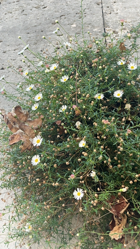 Mexican Fleabane