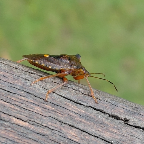 Forest Bug