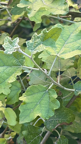 white poplar