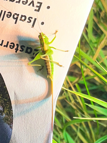 Straight-lanced Meadow Katydid