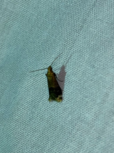 Broad-banded Eulogia Moth