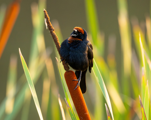 Chestnut-capped Blackbird