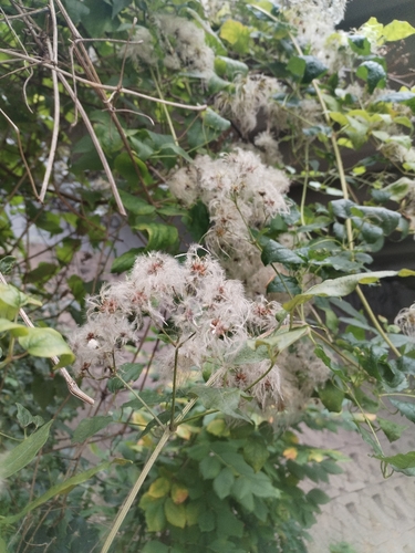 Old man's beard