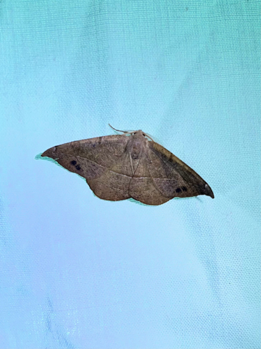 Juniper Geometer Moth