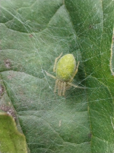 Green Meshweaver