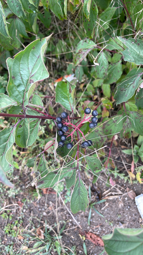 common dogwood