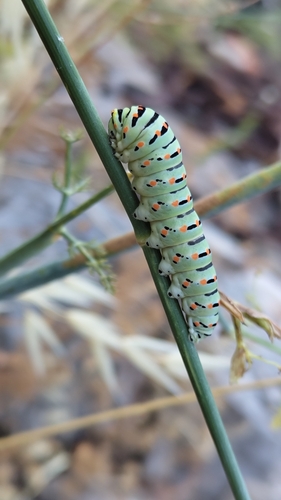 Old World Swallowtail
