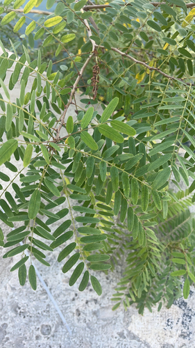 false indigo bush
