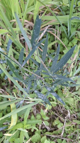 marsh pea