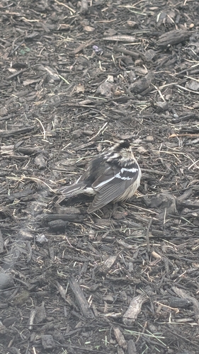 Black-and-white Warbler
