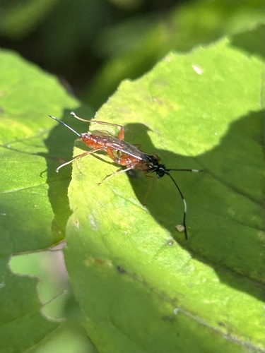 Mesostenus thoracicus