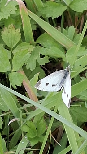 Small White