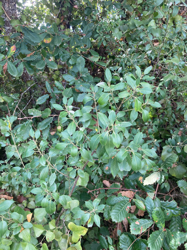 Mediterranean buckthorn