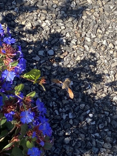 Eurasian Hummingbird Hawkmoth