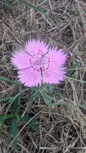 Ragged Pink