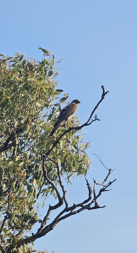Brown Goshawk