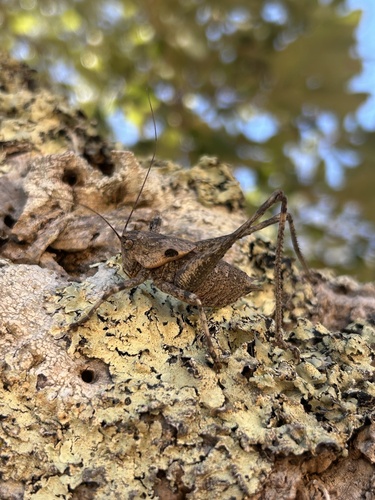 Two-toothed Bush-cricket