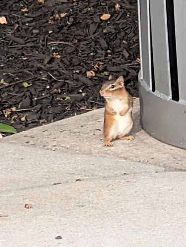 Eastern Chipmunk