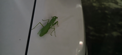 Giant Asian Mantis