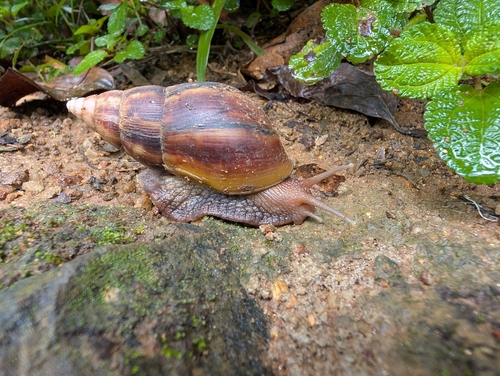 African Giant Snail