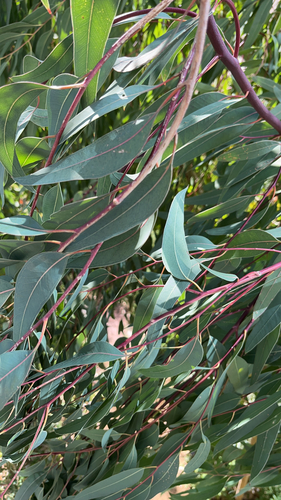 River Red Gum