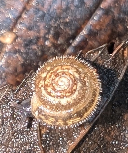 Hairy Snail