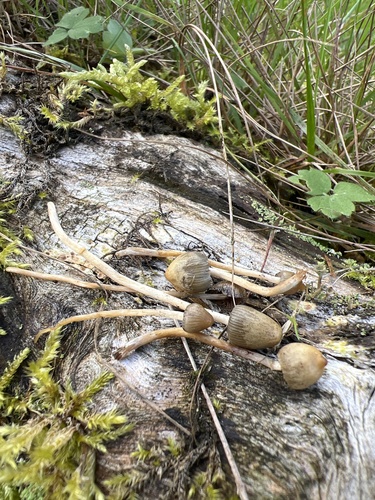 Liberty Cap