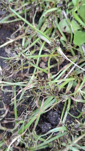 Brown Flatsedge