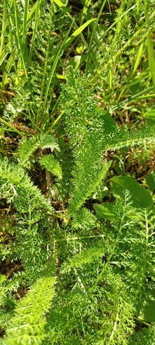 common yarrow