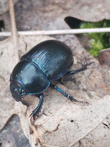 Woodland Dor Beetle