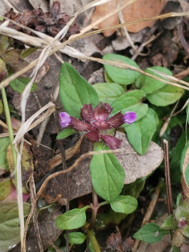 common selfheal
