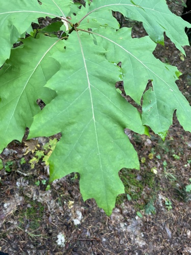 northern red oak