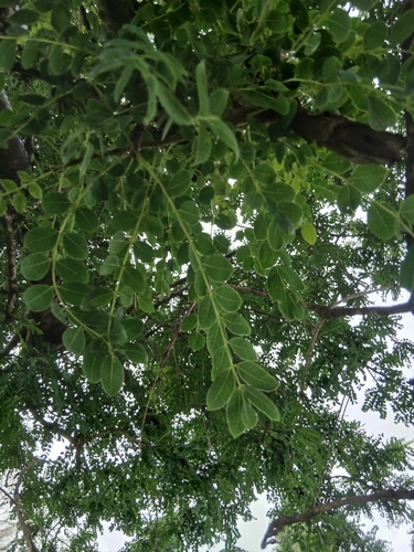 marula