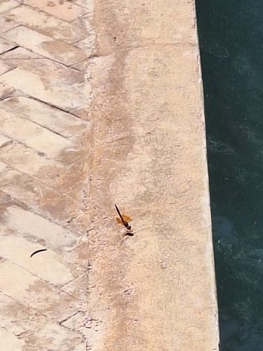 Orange-winged Dropwing