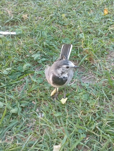 White Wagtail
