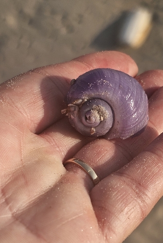 Violet Globe Snail