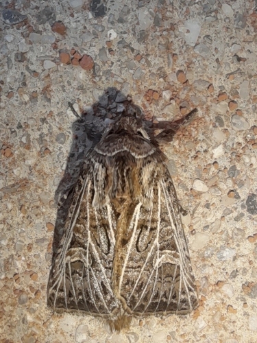 Feathered Gothic
