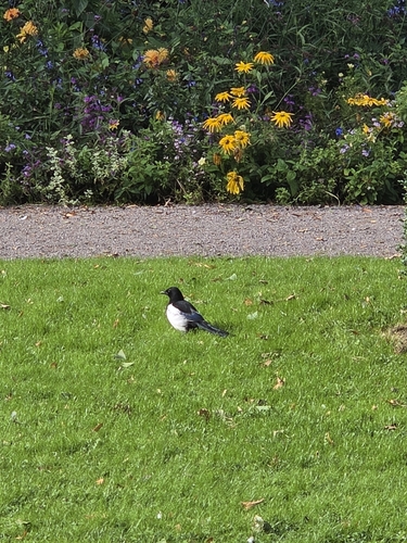 Eurasian Magpie