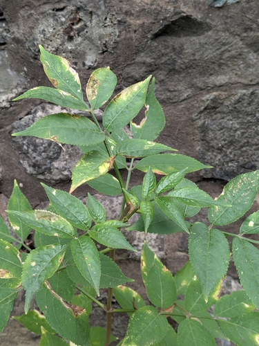 European black elderberry