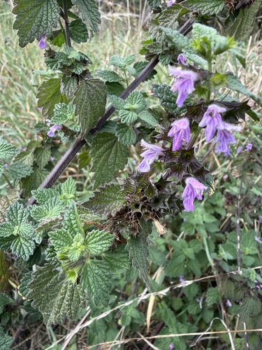 Black horehound
