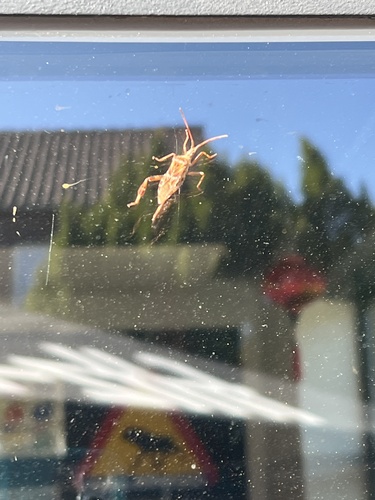 Western Conifer Seed Bug