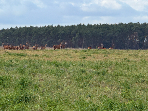 Red Deer