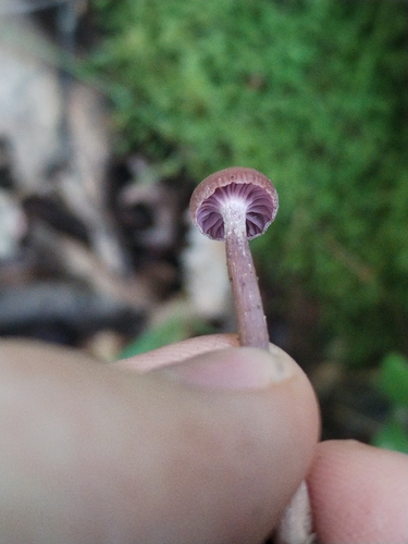 Amethyst Deceiver