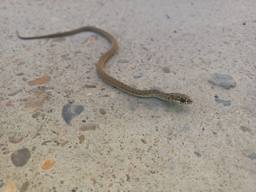 Western Montpellier Snake