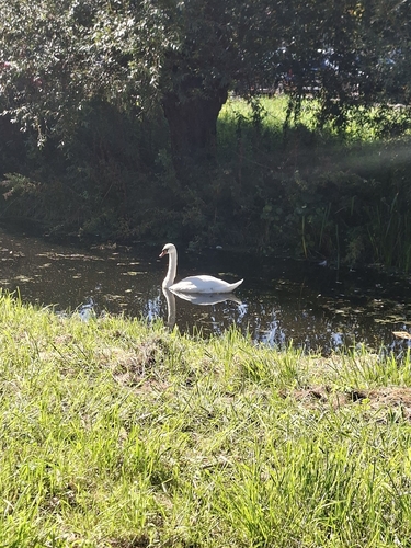 Mute Swan